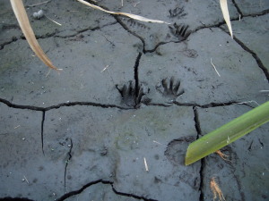 アライグマの足跡